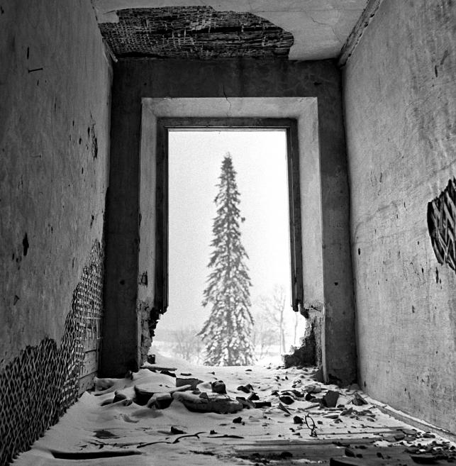 Black and white photo with the ruins of a building and a snowy fir tree.