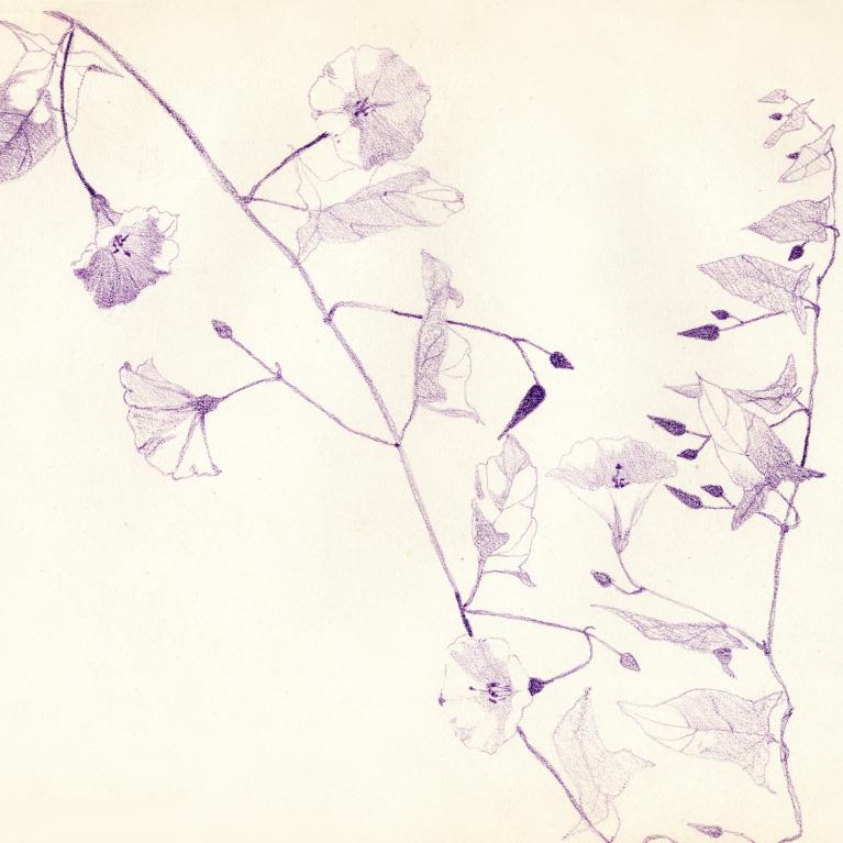 Jūlijs Straume. Ziedu zīmējums. 1906. Papīrs, zīmulis. LMA IC.&nbsp;&nbsp;